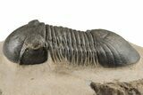 Detailed Paralejurus Trilobite - Atchana, Morocco #204244-3